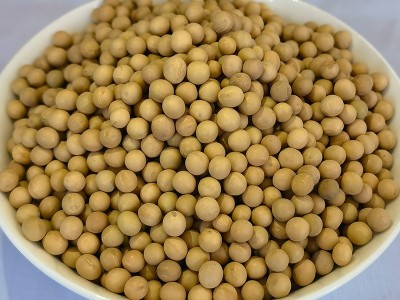 批发农家五谷杂粮有机黄豆真空散装300g磨粉豆浆豆制品原料大豆图4