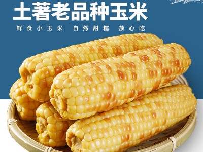 即食玉米3斤甜糯小玉米熟食免煮云南西双版纳特产早餐代餐批发图3