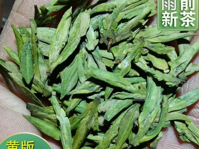 2022新茶明前黄版龙井茶一芽两叶浓豆香绿茶茶叶茶园直销龙井绿茶图3
