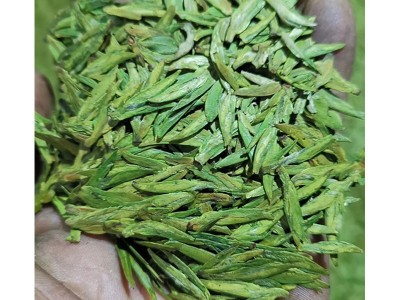 2022新茶明前黄版龙井茶一芽两叶浓豆香绿茶茶叶茶园直销龙井绿茶图5