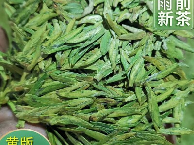 2022新茶明前黄版龙井茶一芽两叶浓豆香绿茶茶叶茶园直销龙井绿茶图4