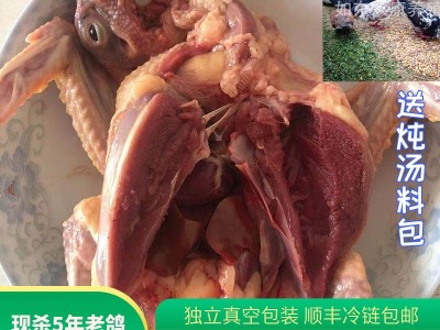 苏双康®老鸽子肉煲汤农家养殖现杀草鸽子5年大肉鸽顺丰冰鲜 到家图2