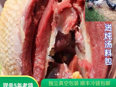 苏双康®老鸽子肉煲汤农家养殖现杀草鸽子5年大肉鸽顺丰冰鲜 到家图3