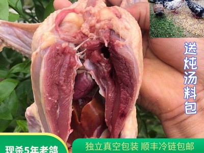 苏双康®老鸽子肉煲汤农家养殖现杀草鸽子5年大肉鸽顺丰冰鲜 到家图5