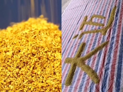 广西桂花 桂花干微波真空脱水冻干黄金桂花干花 可定制小茶袋图3