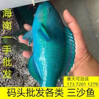 青衣鱼斤妾鱼鳑魮鱼猪齿鱼青衣寒鲷青石斑鱼鲜嫩多种随机发