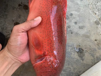 深海东星斑鲜活速冻海南东星斑水产石斑鱼酒店商业供应图3