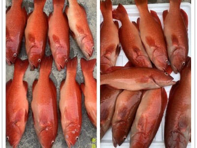 深海东星斑鲜活速冻海南东星斑水产石斑鱼酒店商业供应图2