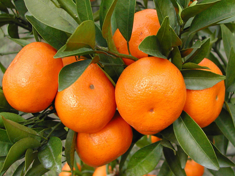 柑橘2