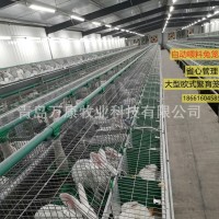 自动喂料养殖兔子笼具设备单层繁育兔笼欧式笼具