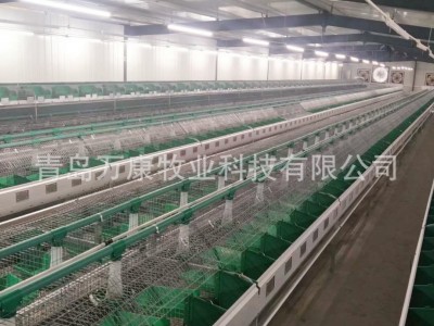 自动喂料养殖兔子笼具设备单层繁育兔笼欧式笼具图2
