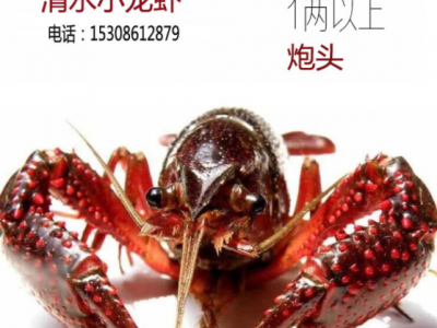 湖北洪湖一两以上清水小龙虾 鲜活小龙虾 特大炮头 小龙虾批发图5