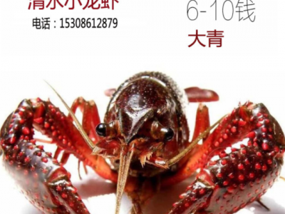 湖北洪湖小龙虾6以上 大青 鲜活清水小龙虾 基地批发 全国图5