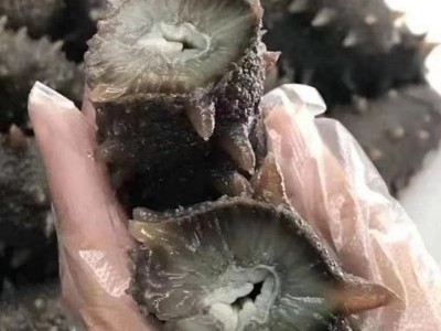 明尊8A级大连即食海参 大连鲜食刺参 工厂直营批发即食海参500g图3