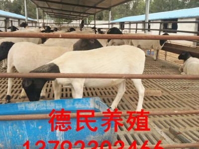 纯种杜泊绵羊母羊价格 哪里有卖纯种杜泊绵羊的吗图5