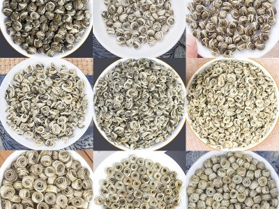 广西横县茉莉花茶厂 茉莉玉螺 女儿环 茉莉花龙珠茶批发 散装茶叶图3