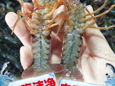 456钱湖北潜江小龙虾活体批发小龙虾小龙虾鲜活商用活的批发活的图3