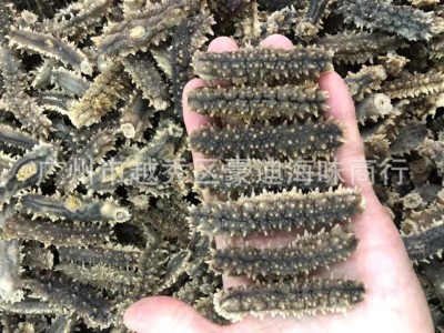 豪迪深海海参澳洲 黑刺参 印尼黑刺王参40~120头非辽参批发图3
