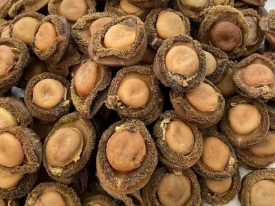 源头批发南非鲍鱼海味批发鲍鱼南非鲍鱼干4头一手货源图2