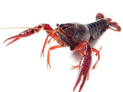 清水鲜活小龙虾批发潜江养殖基地青虾红虾一手货源小龙虾活的包邮图4
