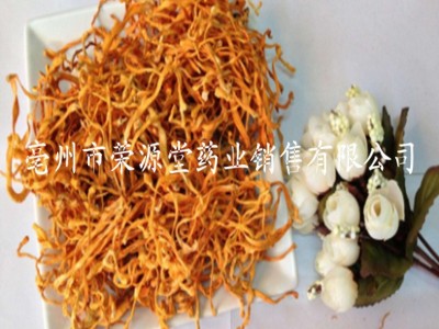 批发中药材 金虫草 虫草花 蛹虫草 各种规格 大货供应图3
