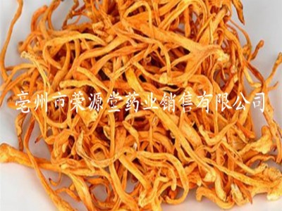 批发中药材 金虫草 虫草花 蛹虫草 各种规格 大货供应图5