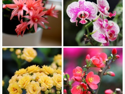 种花营养土多肉兰花盆栽绿萝月季绣球育苗花卉栽培通用营养土30升图4