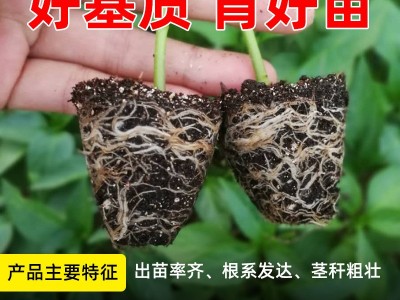 1营养土有机花土多肉盆栽土椰糠椰砖泥炭土种植土蔬菜育苗基质图2