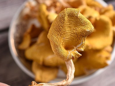 云南特产鸡油菌干货产地批发货源黄金菇榆黄菇菌汤包原料火锅食材图2