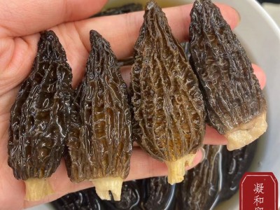 货源充沛云南特产个大肉厚羊肚菌干货食用菌菇煲汤大量羊肚菌批发图3