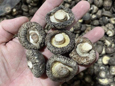 香菇干货批发 光面菇金钱菇 冬菇古田特产干香菇筛选好3-4cm图4