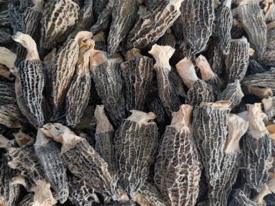 云南特产羊肚菌批发原产地大量批发羊肚菌干货图4