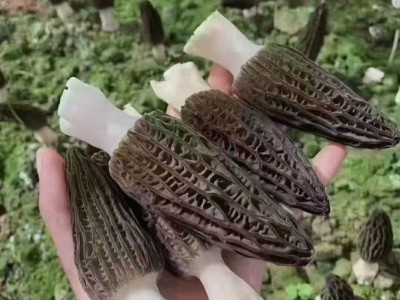 新鲜羊肚菌产地直发云南特产新鲜羊肚菌批发羊肚菇顺丰包邮图3