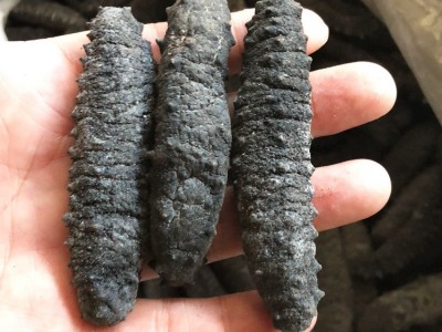 土耳其淡干海参批发 米刺海参酒店宴会食材货源供应无刺海参原料图2