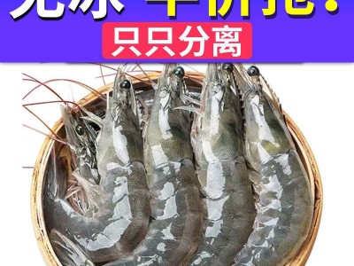 大虾批发青岛鲜活冷冻大海虾新鲜海捕青虾海鲜白虾对虾非基围虾图2