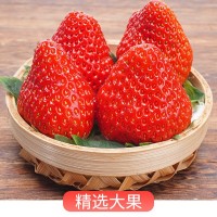 草莓新鲜现摘奶油草莓甜草莓大草莓孕妇宝宝水果大果应季水果批发