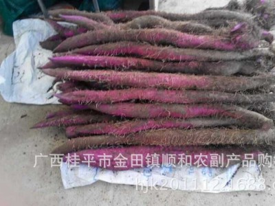 现货批发 量大优惠挖山药 铁棍山药 紫山药白山药图2