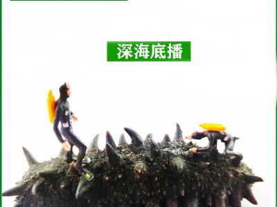 产地货源大连海参干货批发底播淡干辽参水产干货大连特产淡干海参图2