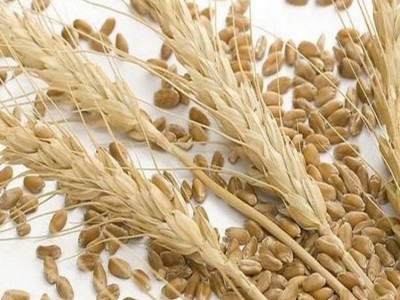 大量供应小麦麸皮饲料级纯麦麸猪牛羊用麸皮 麦麸图3