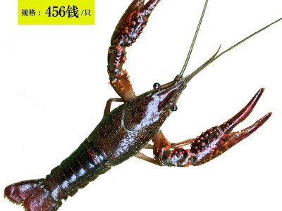 湖北清水小龙虾鲜活 3斤5斤家庭食用两虾新鲜活虾大龙虾顺丰包邮图3