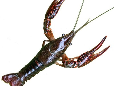 湖北清水小龙虾鲜活 3斤5斤家庭食用两虾新鲜活虾大龙虾顺丰包邮图5