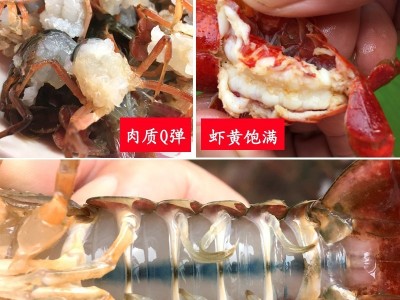 湖北清水小龙虾鲜活 3斤5斤家庭食用两虾新鲜活虾大龙虾顺丰包邮图2