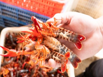 湖北洪湖小龙虾批发 新鲜活虾中红中青虾商用30斤红壳虾餐馆包邮图3
