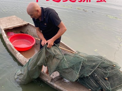 湖北洪湖大闸蟹30斤50斤60斤批发 鲜活现货螃蟹河蟹产地餐馆供货图2