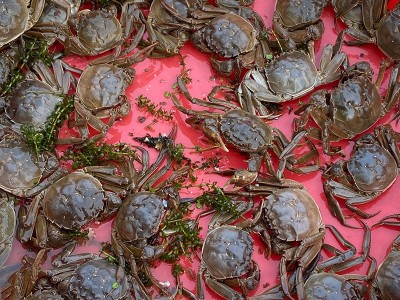 湖北洪湖大闸蟹30斤50斤60斤批发 鲜活现货螃蟹河蟹产地餐馆供货图3