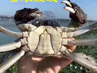 湖北洪湖大闸蟹30斤50斤60斤批发 鲜活现货螃蟹河蟹产地餐馆供货图1