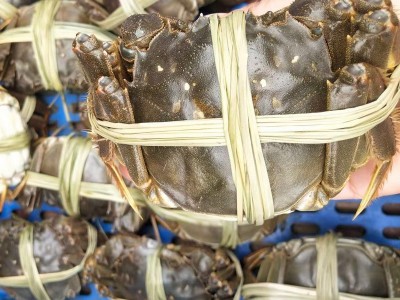 湖北洪湖大闸蟹30斤50斤60斤批发 鲜活现货螃蟹河蟹产地餐馆供货图4