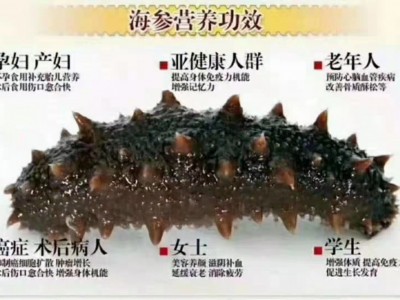 大连野生即食海参辽参6-12头图2