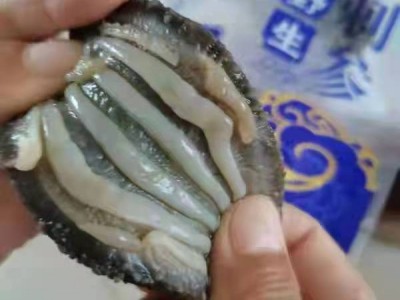 大连野生即食海参辽参6-12头图3