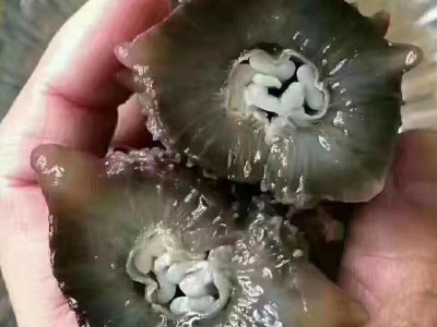 大连野生即食海参辽参6-12头图5